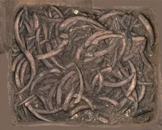 Ivory layer in Sanxingdui Pit 7